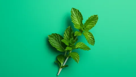 Origin of Stevia