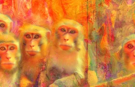 They Went To Space, Court, and Prison: The Wild True Stories of History’s Most Famous Monkeys