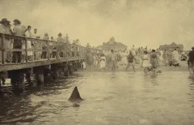 13 Shark Attacks to Think About Next Time You Are in the Water
