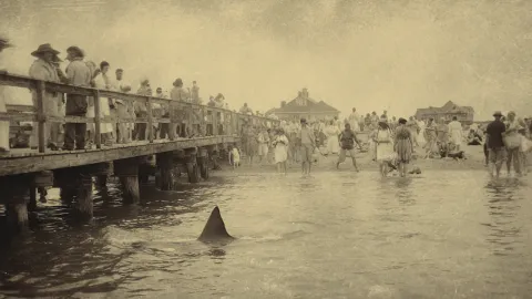 13 Shark Attacks to Think About Next Time You Are in the Water