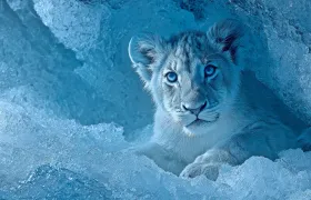 12 Strange Things Found Frozen in Ice